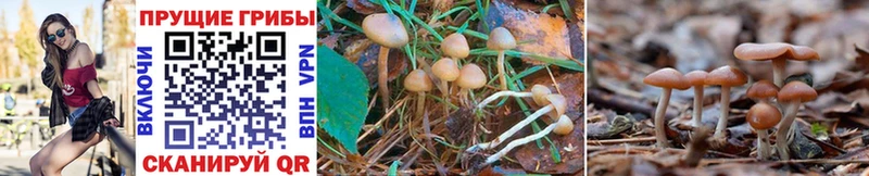 Галлюциногенные грибы Psilocybe  площадка состав  Нерчинск  сколько стоит 